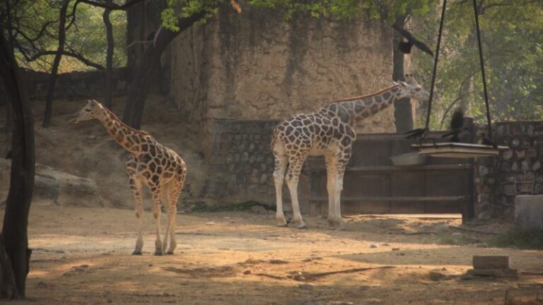 National Zoological Park Delhi Tour