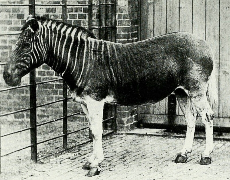 1870, The only photograph of a living Quagga (now extinct)