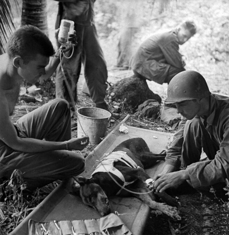 1944, Wounded Combat Dog During Action On The Orote Peninsula