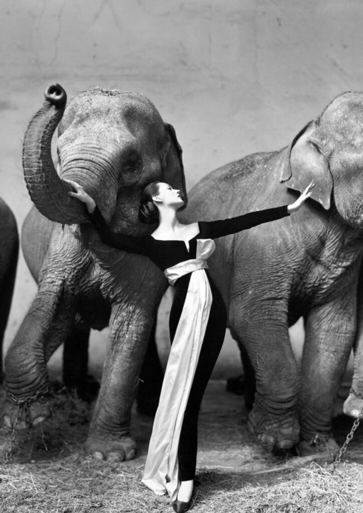 1955-Dovima-With-Elephants-Paris