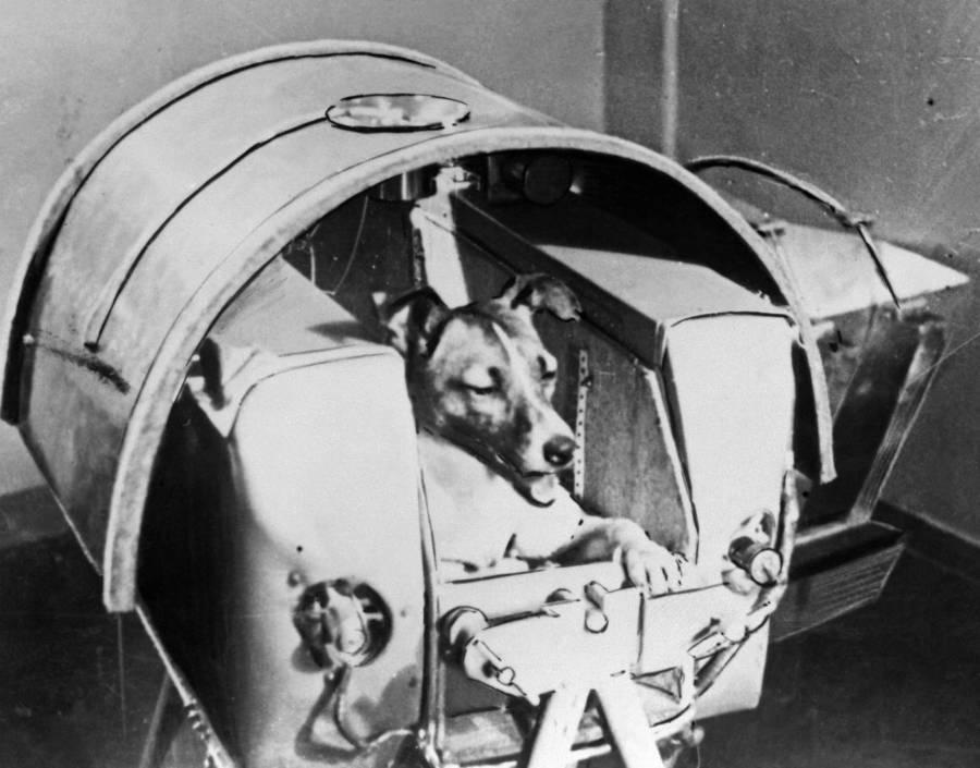 1957, A dog, Laika, the first living creature sent into space, sits aboard Soviet Sputnik II spacecraft, Kazakhstan