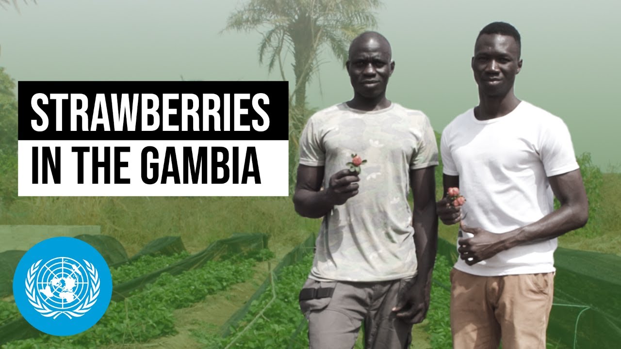 Strawberries for Change: How Young Gambian Farmers Revolutionizing Agriculture