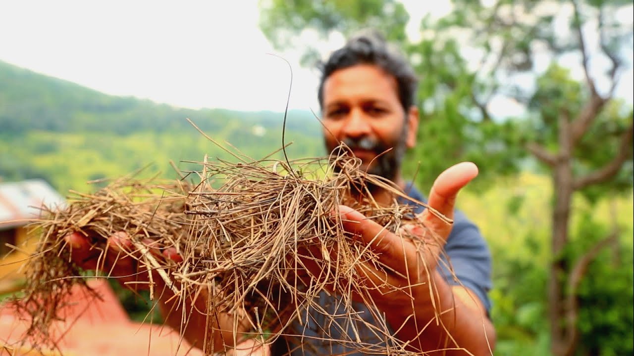 Powering Rural India: How Pine Needles Are Transforming Lives and Fighting Poverty